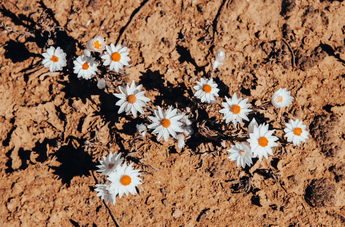 Best Native Wildflowers for Clay Soil in the UK