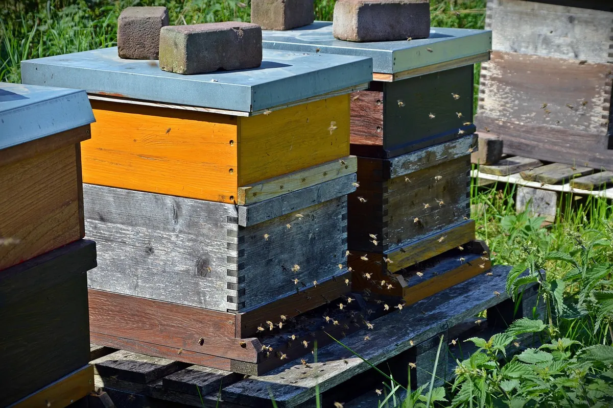 How to Attract Bees, Butterflies and Other Pollinators to Your Meadow