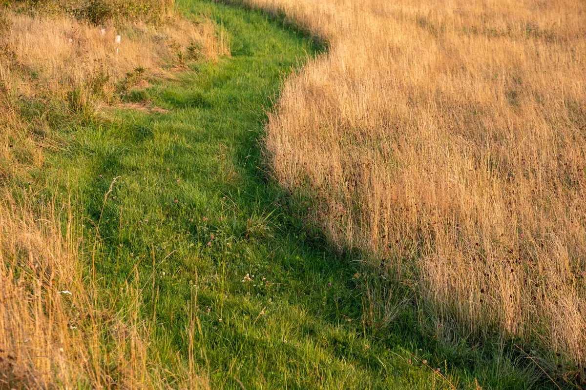 The Science of Meadow Ecology: Why Plant Diversity Matters